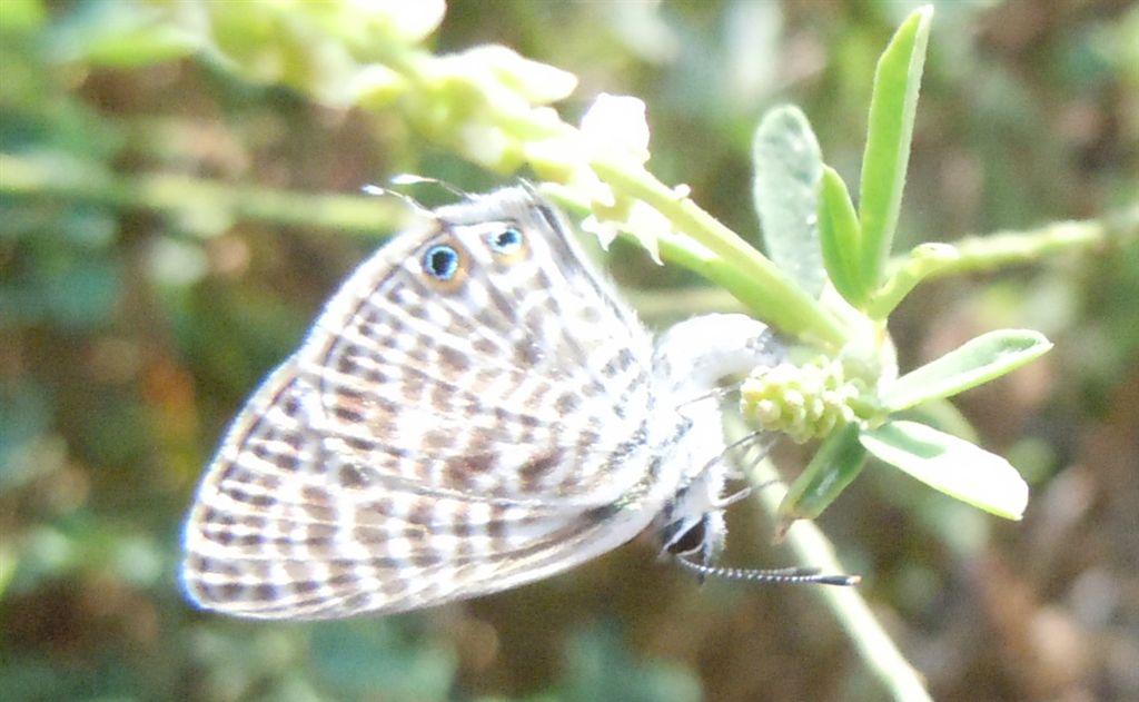 Leptotes pirithous